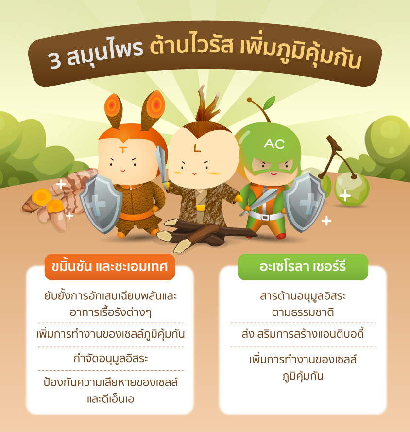 3 สมุนไพรต้านไวรัส เพิ่มภูมิคุ้มกัน.png