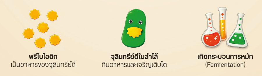 กระบวนการเกิด SCFAs.png