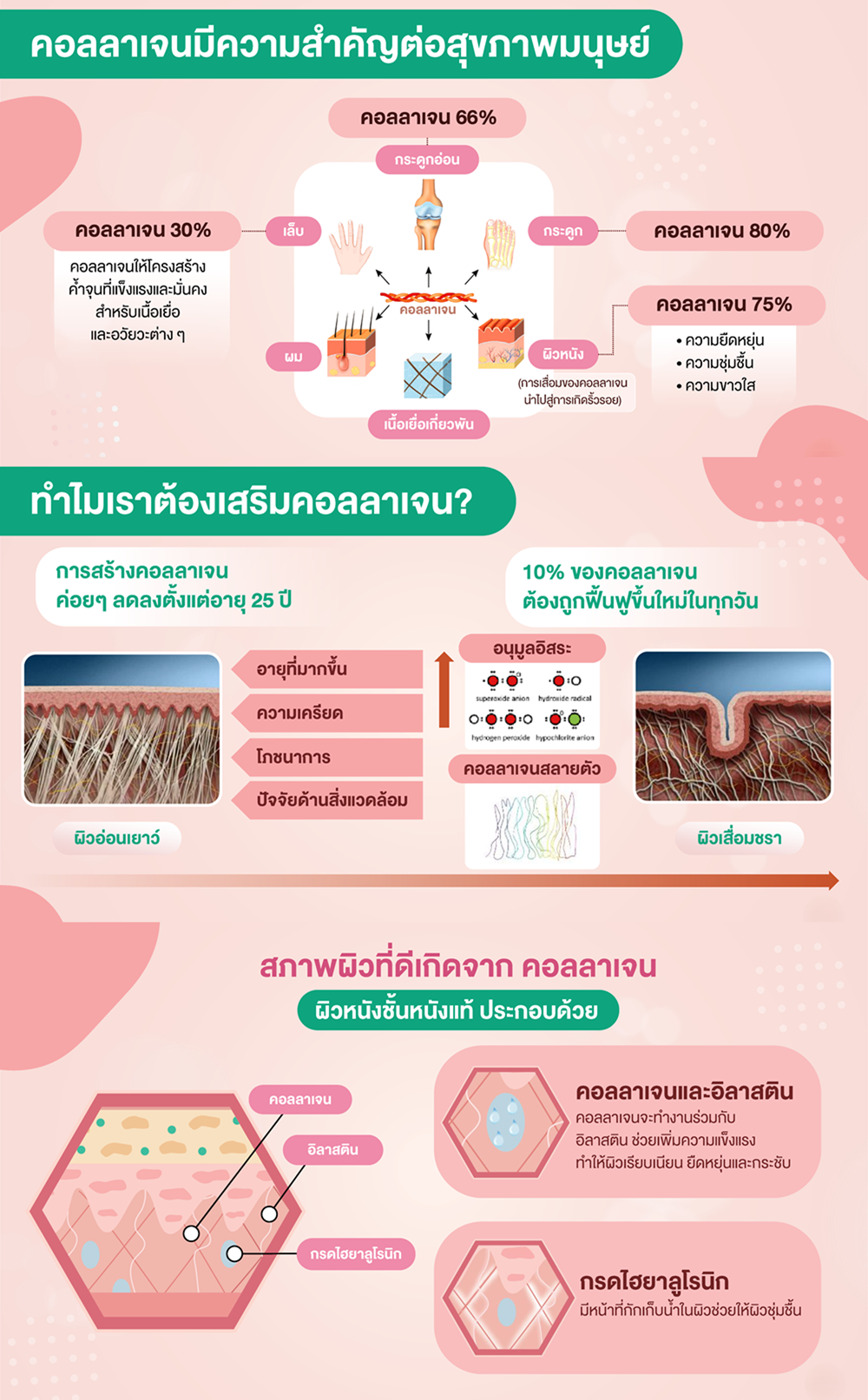 หน้าที่ของคอลลาเจนต่อการทำงานในร่างกาย.png