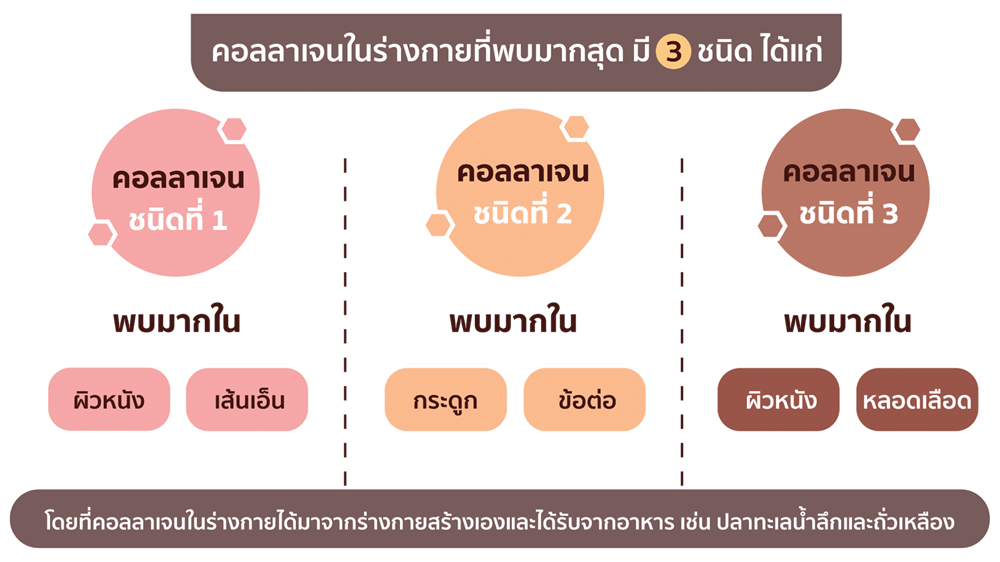 ชนิดของคอลลาเจนที่พบในร่างกาย.png
